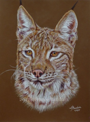 Lynx portrait - 12 hours
Brown Colourfix Smooth paper
11.7" x 8.5"
Ref: My own photo Lynx portrait - 12 hours
Brown Colourfix Smooth paper
11.7" x 8.5"
Ref: My own photo